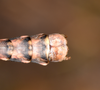 Nuichua rabaeyae Bresseel & Constant, 2018: copyright Paul D. Brock. male: end of abdomen, dorsal view. Culture stock ex. Vietnam: Nui Chua NP. (Otu).
