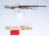 CollectionObject 1562118; e63fd785-ce1d-4a1c-a223-a7075ab3c1e4: copyright ZMUH, Hamburg. male, lateral view (syntype). (CollectionObject).