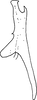 Aedeagus, lateral view on Erythria manderstjernii (Kirschbaum, 1868): Aedeagus, lateral view. (Observation).