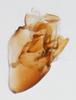 Pygofer, lateral view on Opiconsiva anacharsis (Fennah, 1969): (Observation).