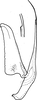 Aedeagus, lateral view: Aedeagus, lateral view. (Observation).