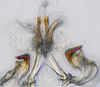 Aedeagus, ventral view: (Observation).;Aedeagus, ventral view: (Observation).
