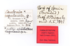 CollectionObject 1560478; b1c44e26-042e-40bc-a061-d08bb487b35f: copyright ZMUH, Hamburg. female, data labels (paralectotype). (CollectionObject).