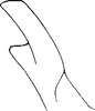 Stylus on Neoaliturus pulcher (Haupt, 1927): Stylus. (Observation).