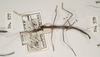 CollectionObject 1559065; f6cbbfce-1944-4626-a48e-3257402d1726: copyright OUMNH. male, dorsal view of synonym Phasma (Bacteria) fragilis (holotype). (CollectionObject).