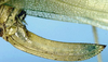CollectionObject 1517192; 3d7f073b-8ea8-4c38-9ae8-8ea70cfc268d: female ovipositor (holotype). (CollectionObject).