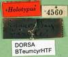 CollectionObject 1500369; 614ca711-6f24-4b58-91ef-ce4d4f6326e4: labels (holotype). (CollectionObject).