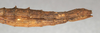 CollectionObject 1560477; NMW 615, 9b1a5343-cb38-483c-93ca-40246b7902cd: copyright NMW, Vienna. female: end of abdomen, lateral view (lectotype). (CollectionObject).