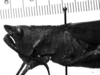 Image, Carbonell, C.S female, head and pronotum, lateral view (neoallotype). Depicts CollectionObject 1541914; 831d01c4-5498-4cb5-b9e5-84c4b200e2f3, a CollectionObject.