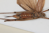 CollectionObject 1505791; b3801d44-1fe5-4103-9de9-dc2106ee58e1: female, ventral view (syntype). (CollectionObject).