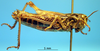 female, lateral view (syntype of Gomphocerus livoni). Depicts CollectionObject 1575544; 3f3990de-a8ab-47af-84f3-562d810c2351, a CollectionObject.