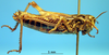 CollectionObject 1575544; 3f3990de-a8ab-47af-84f3-562d810c2351: female, lateral view (syntype of Gomphocerus livoni). (CollectionObject).