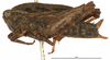 CollectionObject 1580785; f62e2c2b-29a5-4a30-8cb0-e16ea95a6669: female, lateral view (syntype of Nomotettix arcticus). (CollectionObject).