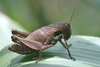 FieldOccurrence 105; 1a0ef3e1-9f60-4a60-96b8-f2d0c5309f58; Tanzania
N Pare Mount Kindoroko, 2013/03/??: female. (FieldOccurrence).