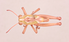 CollectionObject 2045668; 68ccc6bb-94ab-4c8a-8f64-088d7846dca6, NHMUK015982297: male, dorsal view (paratype). (CollectionObject).