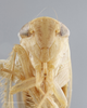 Head: !! display not done !! on Chlorotettix necopinus Van Duzee, 1893: Head/Face. (Observation).