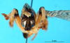 CollectionObject 1502566; 45712ae2-41ae-47f3-8378-137e26f410d6: male abdomen tip. (CollectionObject).