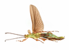CollectionObject 1584348; CC ANIC Database No. 15 000074, 35145325-2a22-4ba4-8890-38ac04956134: copyright CSIRO, Canberra. male, ventral view (holotype). (CollectionObject).