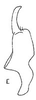 Stylus: !! display not done !! on Afrosteles distans (Linnavuori, 1959): Stylus. (Observation).