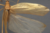 CollectionObject 1505865; 9ff75089-e742-49cc-9b8d-0733275352be: female, dorsal view (holotype). (CollectionObject).