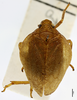 Habitus, dorsal view on Eucameruna granulosa Melichar, 1906: (Observation).