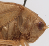 male pronotum, lateral view (syntype). Depicts CollectionObject 1505858; af28ac48-8bda-4359-89ac-2f2b2661680e, a CollectionObject.