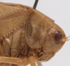 CollectionObject 1505858; af28ac48-8bda-4359-89ac-2f2b2661680e: male pronotum, lateral view (syntype). (CollectionObject).