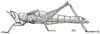 Erianthella formosana (Shiraki, 1910): Fig. 56. female (brachypterous specimen from Formosa). (Otu).