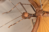 CollectionObject 1562151; 839707dd-c54e-4102-8fea-df0ef587d043: copyright UMO. female: head & thorax, lateral view (holotype). (CollectionObject).