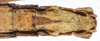 CollectionObject 1584203; 30878f10-b291-4e66-b3c6-404d13b6853b: copyright Frank Hennemann Coll. female: end of abdomen, ventral view (paratype). (CollectionObject).;CollectionObject 1584204; afe2b8cc-8cca-4cc3-a581-ed630563d766: copyright Frank Hennemann Coll. female: end of abdomen, ventral view (paratype). (CollectionObject).;CollectionObject 1584205; 15d01103-8493-4940-8377-8c409ca2af99: copyright Frank Hennemann Coll. female: end of abdomen, ventral view (paratype). (CollectionObject).