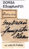 CollectionObject 1537626; 045f25b2-eebd-404a-b65c-e0b6b1315e28: labels. (CollectionObject).