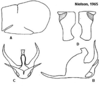 Pygofer appendages on Cuerna sayi Nielson, 1965: <b>A</b>, male pygofer lateral aspect; <b>B</b>, aedeagus lateral aspect; <b>C</b>, aedeagus caudal aspect; <b>D</b>, female internal sternum VIII. (Observation).