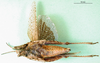CollectionObject 1501080; d72582d4-259e-4409-9a69-58e1d00a1b81: female, ventral view (holotype of Descampsacris klugi). (CollectionObject).