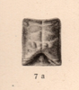 CollectionObject 1562293; 72ba0aa4-e1a9-48db-90c7-e73f2efa1e16: original publication. pronotum. (CollectionObject).