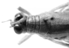 CollectionObject 1525526; 0ccd6566-c2e2-4b6b-80ab-322d919f9508: female head and pronotum, dorsal view (allotype). (CollectionObject).