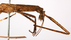 CollectionObject 1562525; 864cec21-e333-47b0-9288-a74e7af8ba85: copyright ZMB, Berlin. female: head and thorax, lateral view (holotype). (CollectionObject).