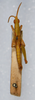 CollectionObject 1579430; d45b2a2c-4bc5-480b-8e02-44e13372b765: male, dorsal view. (CollectionObject).