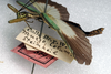 CollectionObject 1558280; NMW 250', 5235c3b1-7246-40e3-8198-b43eef07bed6: copyright NMW. male, lateral view (lectotype). (CollectionObject).