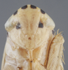 Head on Commellus comma (Van Duzee, 1892): Head/Face Male. (Observation).