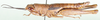 Meubelia gracilis Willemse, 1932: female, lateral view. (Otu).