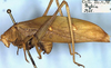 CollectionObject 1532180; b0376eab-055e-4de7-848e-abd7d9c38887: male, lateral view (holotype). (CollectionObject).