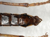 CollectionObject 1576302; SPM SP/EPH/2337, b577fa2a-89e6-48a2-9c97-4c475ee93748: copyright SPM, Kinabalu. female: end of abdomen, ventral view (holotype). (CollectionObject).