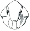 Head on Twiningia blanda (Ball, 1901): Twiningia blanda, face. (Observation).
