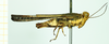 CollectionObject 1531484; 248299c0-b6e6-48de-8393-c6ef4a5579fe: male, lateral view (syntype). (CollectionObject).