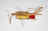 CollectionObject 1562160; 496a5fa6-953e-49f3-a61e-902482882a8a: copyright ZMHB, Berlin. female, dorsal view (holotype). (CollectionObject).