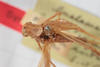 CollectionObject 2188542; f6e6e918-ada5-4a40-8637-3417abaf1e6e: Male, detail, dorsal view (syntype). (CollectionObject).