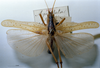 CollectionObject 1532828; NMW 7872, a111c179-d220-4e4e-b2a7-978fbe0208da: male, dorsal view. (CollectionObject).