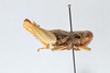 CollectionObject 2869234; CNCI 1013617, 7e4a64b2-bdf3-4c60-a0a0-fcedd43a7d16: Barytettix humphreysii. (CollectionObject).