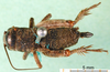 CollectionObject 1500762; c44038d2-1da0-4383-97b5-119280675542: female nymph, dorsal view (syntype of Modicogryllus hermsdorfensis). (CollectionObject).
