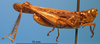 CollectionObject 1538327; e5aed16b-4c2d-4e8e-9c56-af3a5befd870: male, lateral view (holotype). (CollectionObject).